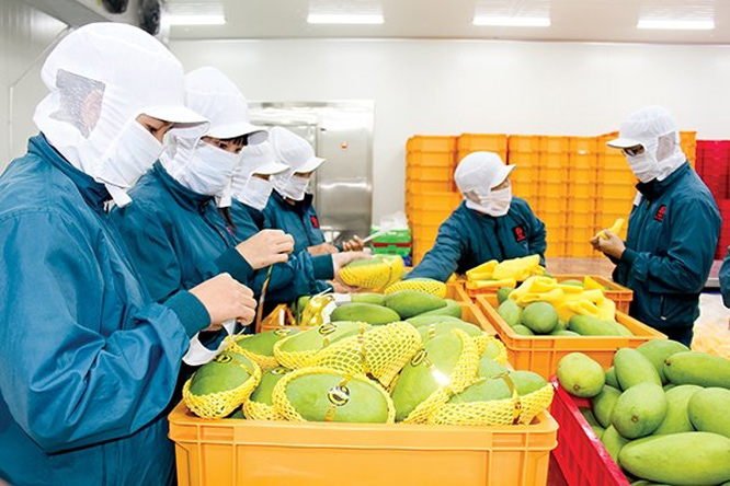 Trái cây xoài xuất khẩu sang Trung Đông. Ảnh internet.