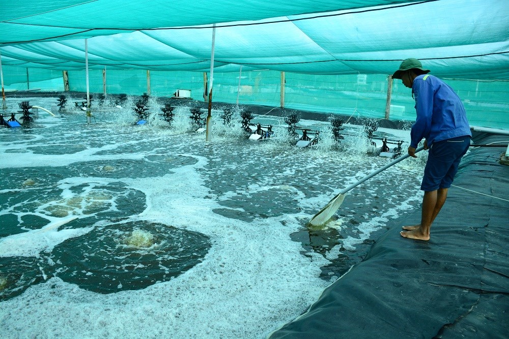 Cà Mau tăng cường công tác phòng, chống dịch bệnh trong nuôi trồng thủy sản