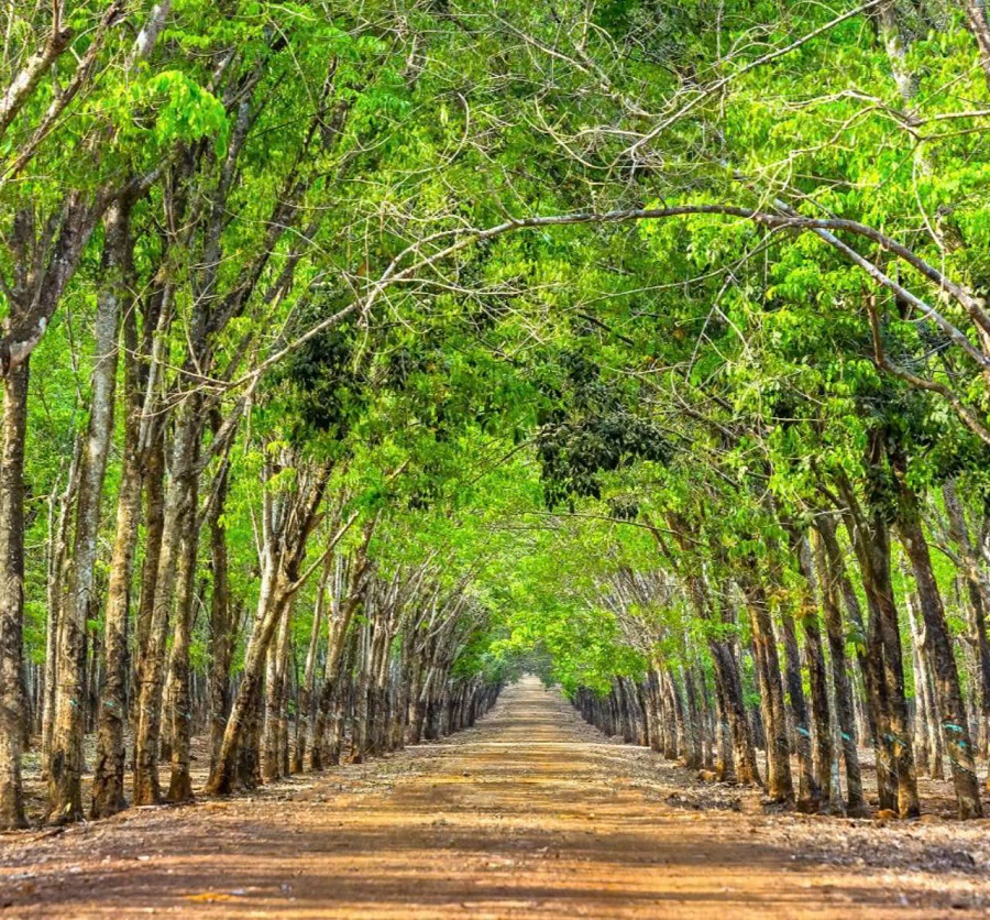 Giá cao su hôm nay 1/5: Tăng ở Thái Lan và Singapore, giảm tại Nhật Bản