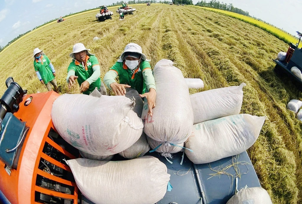 Giá lúa gạo hôm nay ngày 2/5: Thị trường lượng ít, giá lúa gạo bình ổn. (Ảnh minh họa)