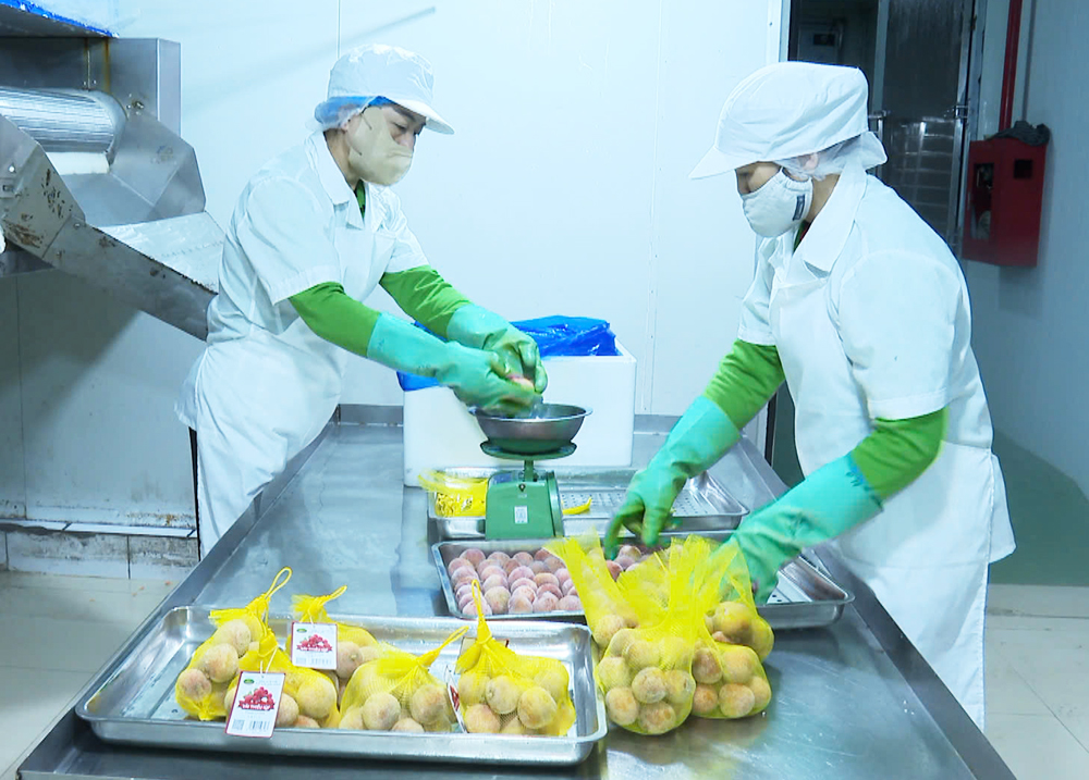 Bắc Giang khởi động xúc tiến tiêu thụ vải thiều