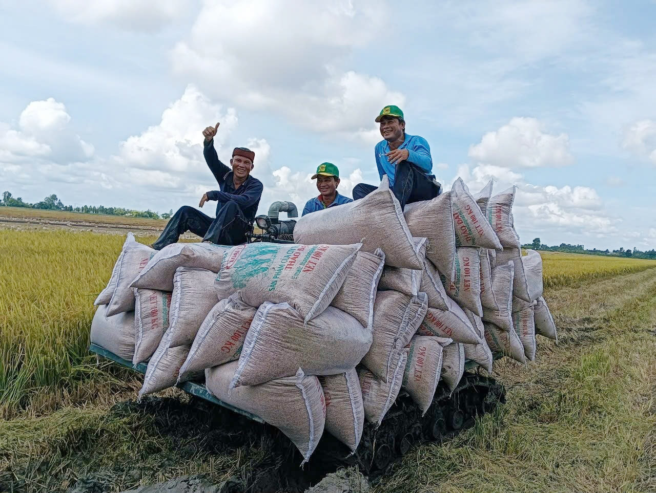 Giá lúa gạo hôm nay ngày 3/5: Đi ngang. (Ảnh minh họa) Giá lúa gạo hôm nay ngày 3/5: Đi ngang. (Ảnh minh họa)
