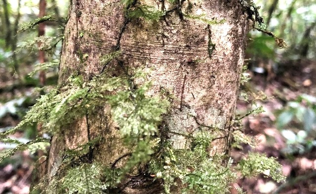 Một cây chè cổ thụ trên đỉnh núi Vườn quốc gia Tà Đùng