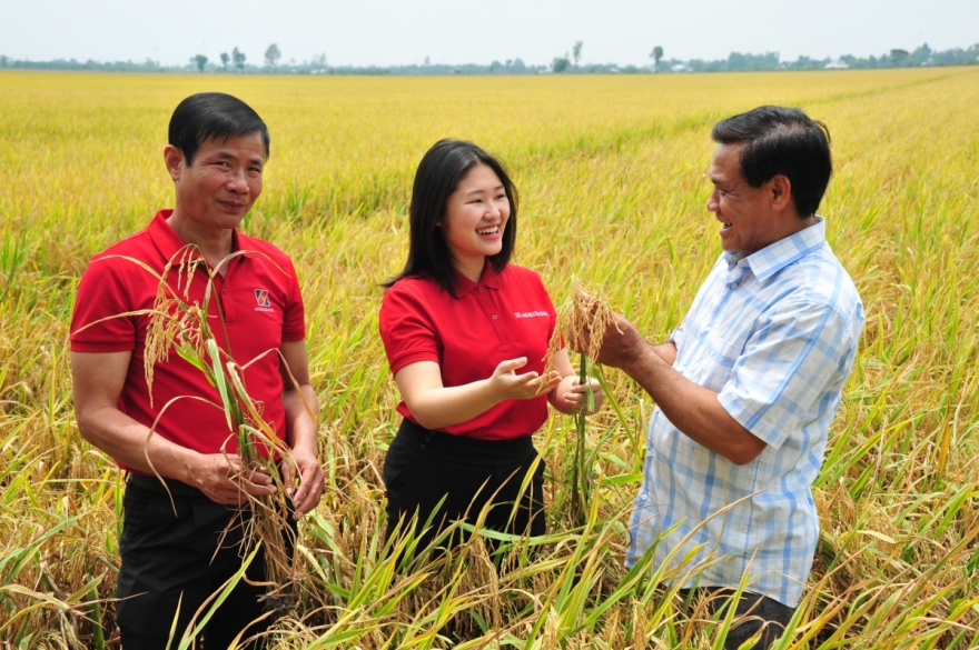 Ông Nguyễn Cao Khải - Giám đốc HTX Tiến Thuận (bên phải) phấn khởi cho biết: Canh tác theo Đề án 1 triệu ha lúa phát thải thấp, chi phí giống, nước, phân bón, thuốc đều giảm, mà năng suất lại tăng, bông lúa dài hơn, hạt nhiều, đều và chất lượng hơn Ông Nguyễn Cao Khải - Giám đốc HTX Tiến Thuận (bên phải) phấn khởi cho biết: Canh tác theo Đề án 1 triệu ha lúa phát thải thấp, chi phí giống, nước, phân bón, thuốc đều giảm, mà năng suất lại tăng, bông lúa dài hơn, hạt nhiều, đều và chất lượng hơn