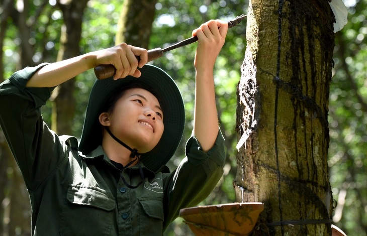 Công nhân là đồng bào dân tộc thiểu số tỉnh Hà Giang đang khai thác cao su ở Tổng công ty Cao su Đồng Nai - Ảnh: VRG Công nhân là đồng bào dân tộc thiểu số tỉnh Hà Giang đang khai thác cao su ở Tổng công ty Cao su Đồng Nai - Ảnh: VRG
