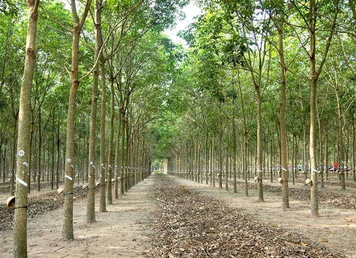 Rừng cây cao su - Ảnh: VRG Rừng cây cao su - Ảnh: VRG