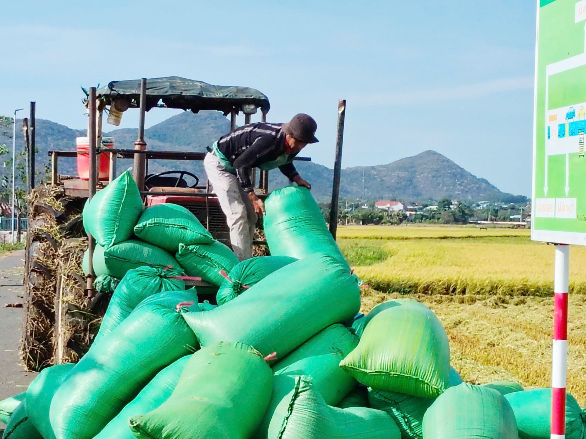 Giá lúa gạo hôm nay ngày 6/5: Giá lúa biến động mạnh. (Ảnh minh hoạ) Giá lúa gạo hôm nay ngày 6/5: Giá lúa biến động mạnh. (Ảnh minh hoạ)