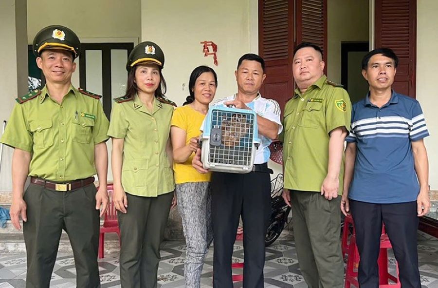 Hà Tĩnh: Người dân giao nộp cá thể cu li quý hiếm được phát hiện trong vườn nhà