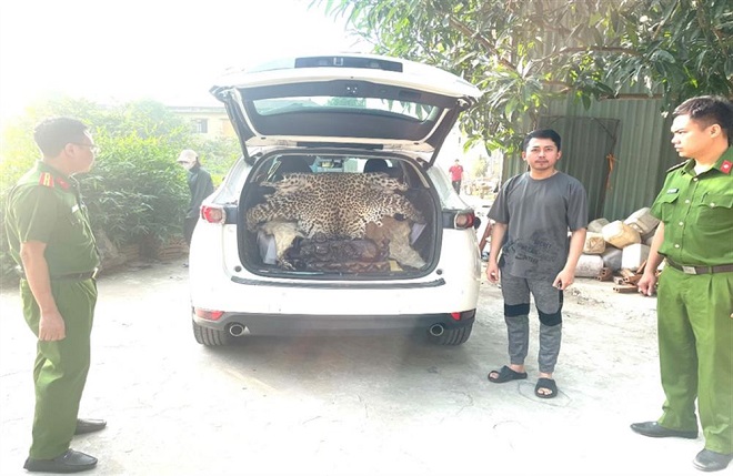 Khởi tố đối tượng vận chuyển trái phép da báo hoa mai quý hiếm