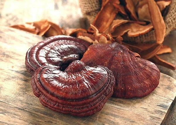 Linh chi đỏ giúp hỗ trợ làm chậm lão hóa da Linh chi đỏ giúp hỗ trợ làm chậm lão hóa da