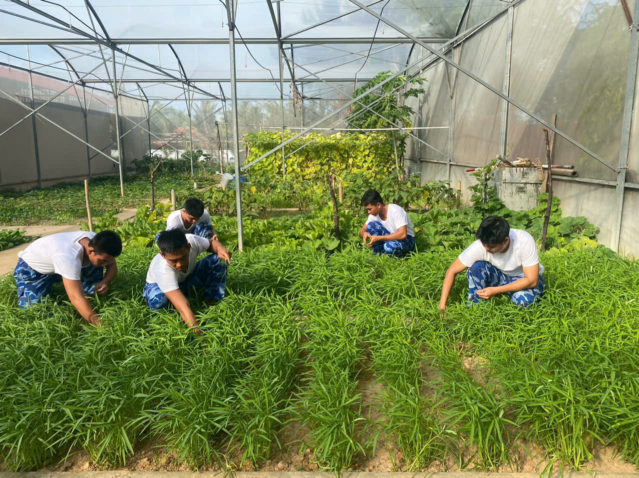 Cán bộ chiến sĩ Hải đội 422, Hải đoàn 42 chăm sóc rau xanh Cán bộ chiến sĩ Hải đội 422, Hải đoàn 42 chăm sóc rau xanh