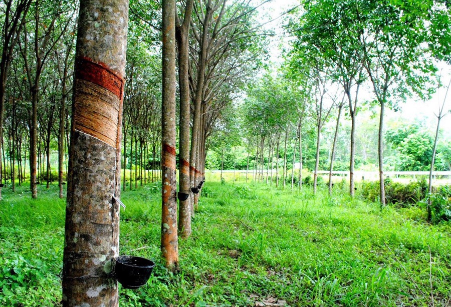 Giá cao su hôm nay 7/5: Tăng trên sàn Nhật Bản và Singapore