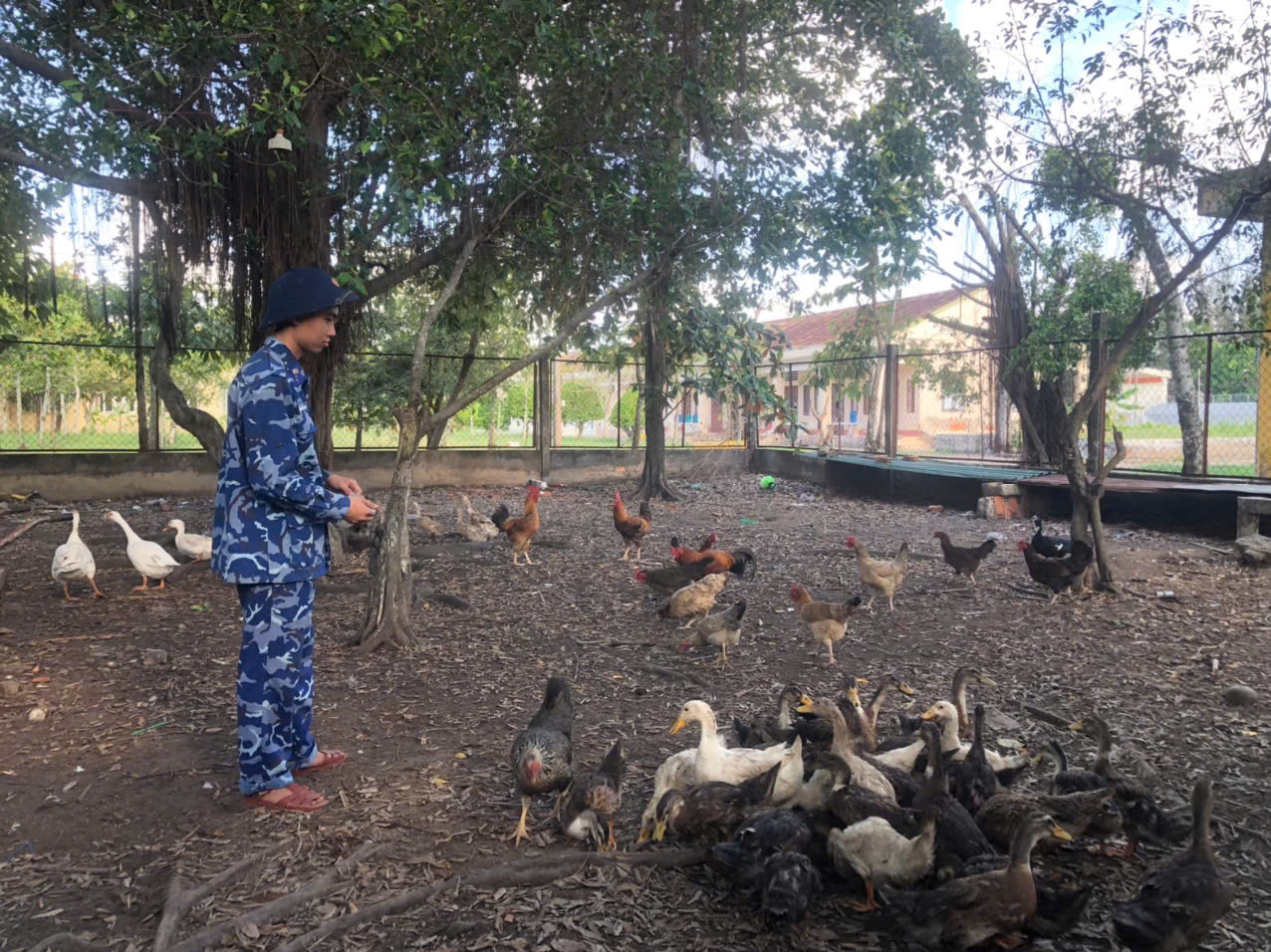 Chăm sócđàn gia cầm tại Hải đội 421, Hải đoàn 42 Chăm sócđàn gia cầm tại Hải đội 421, Hải đoàn 42