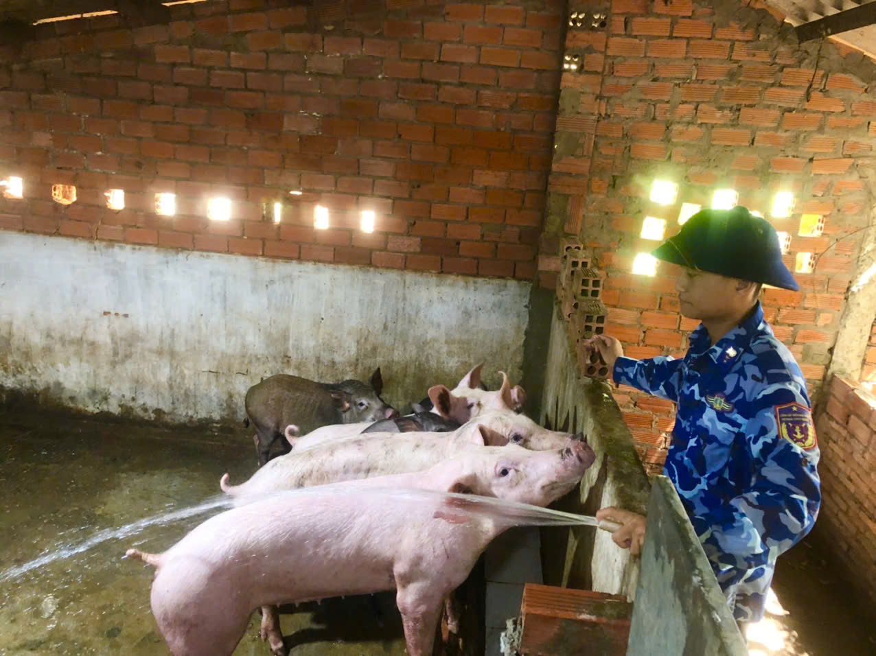 Chiến sĩ Hải đội 421 chăm sóc heo của đơn vị Chiến sĩ Hải đội 421 chăm sóc heo của đơn vị
