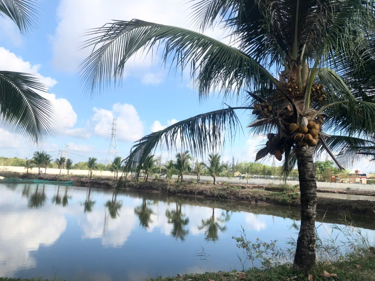 Hàng dừa và ao cá của Hải đội 421, Hải đoàn 42 Hàng dừa và ao cá của Hải đội 421, Hải đoàn 42