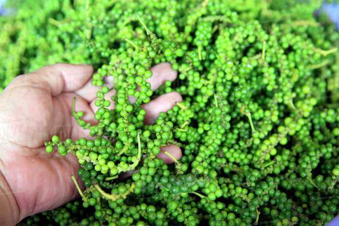 Giá tiêu hôm nay 7/5: Cao nhất 155,000 đồng/kg