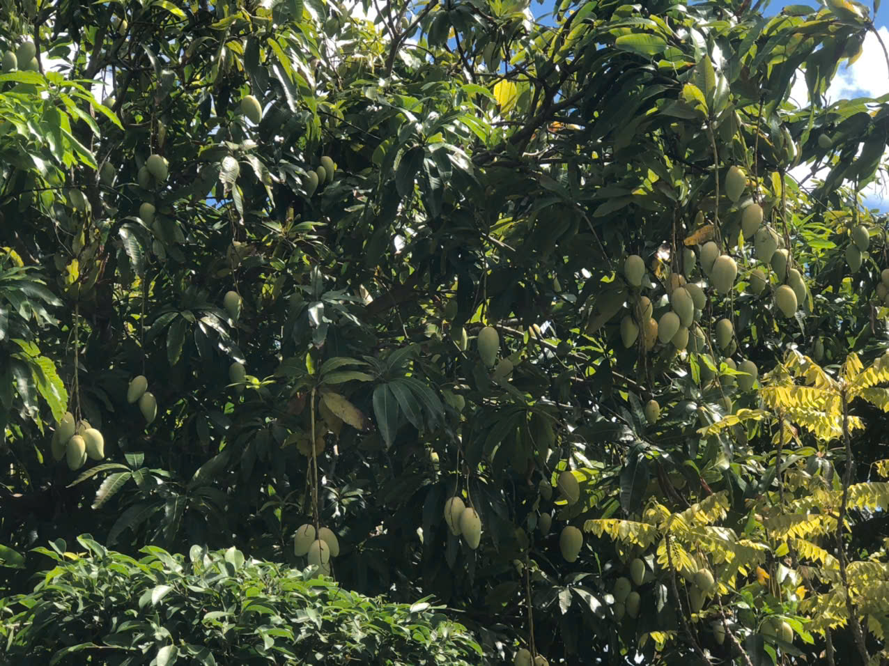 Vường xoài tại Hải đoàn 42 Vường xoài tại Hải đoàn 42