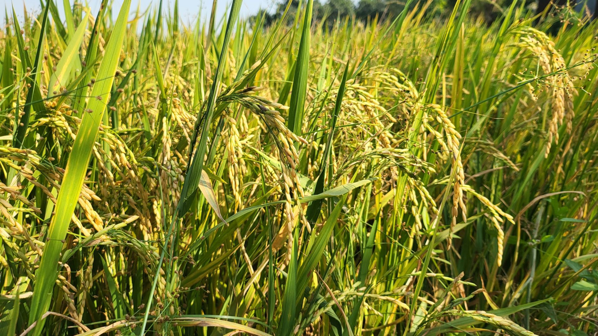 Giá lúa gạo hôm nay ngày 8/5: Giá lúa chững giá, gạo các loại bình ổn. (Ảnh minh họa)