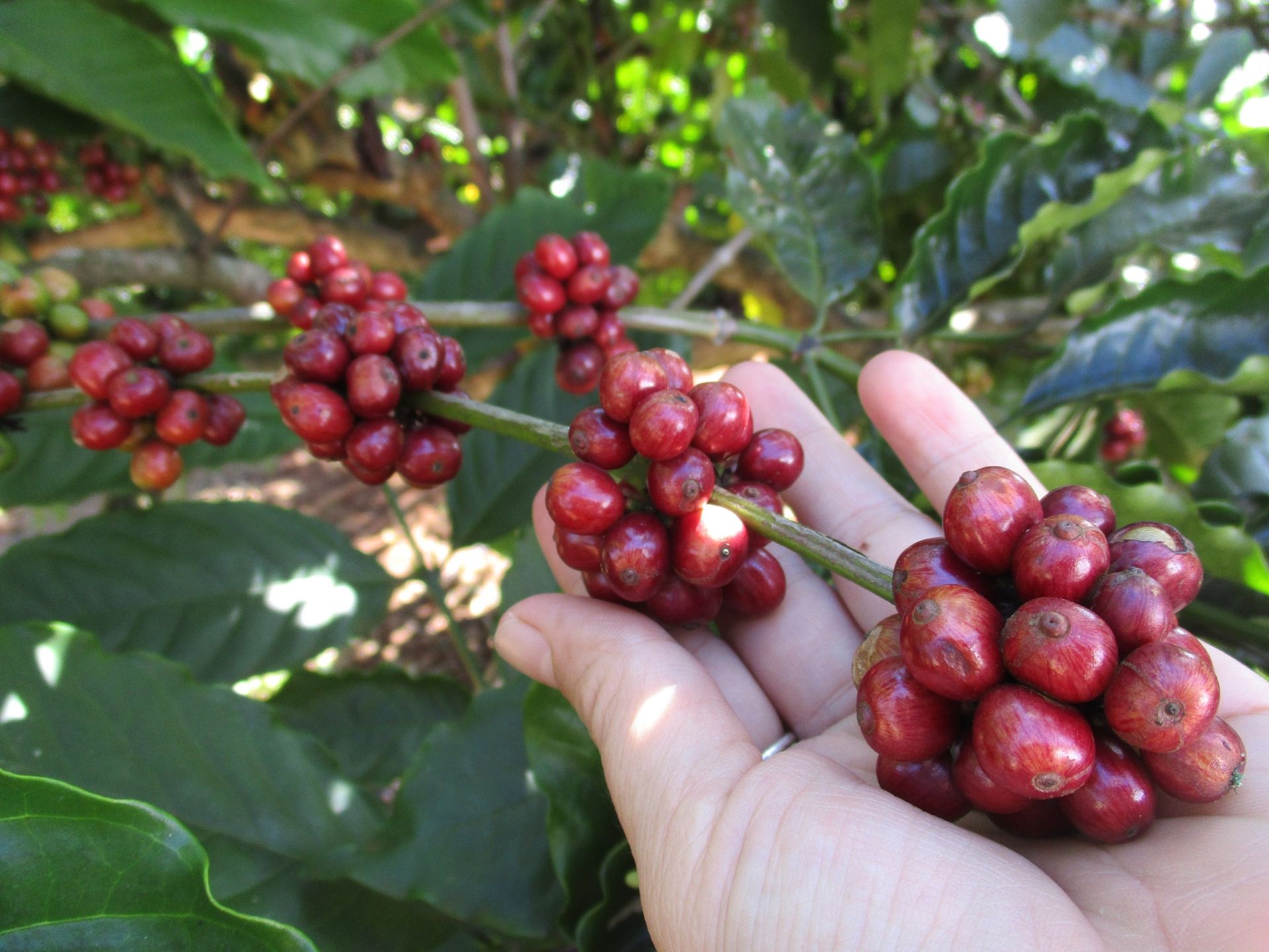 Giá cà phê hôm nay 8/5: Giảm 200 đồng/kg