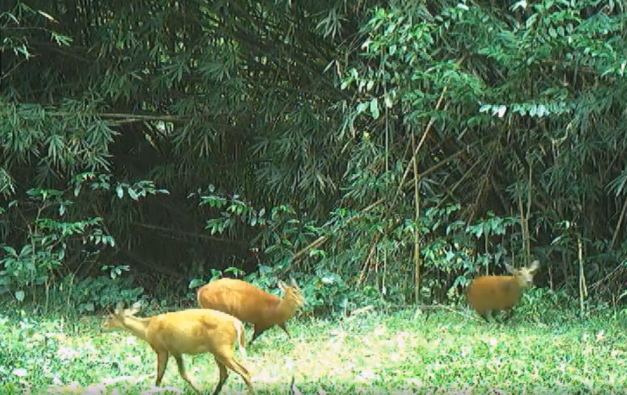 Mang lớn thuộc nhóm cực kỳ nguy cấp theo Sách đỏ IUCN tại Vườn Quốc gia Vũ Quang. Mang lớn thuộc nhóm cực kỳ nguy cấp theo Sách đỏ IUCN tại Vườn Quốc gia Vũ Quang.
