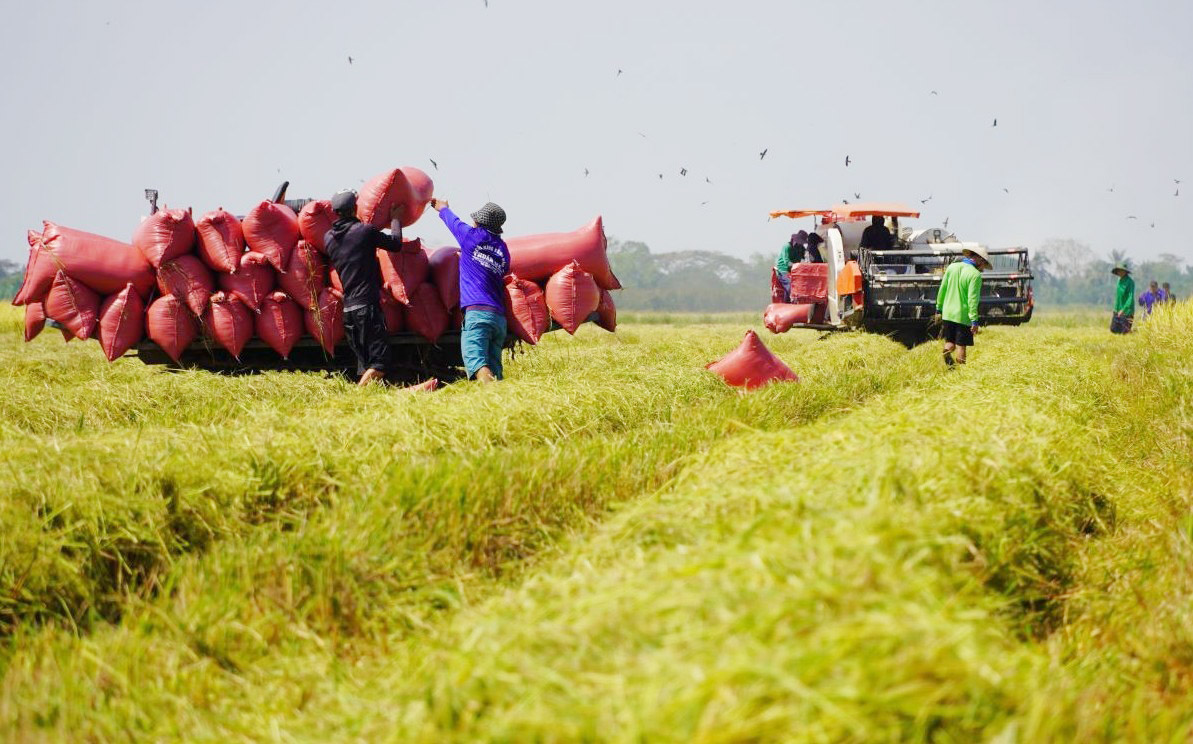Giá lúa gạo hôm nay: Bình ổn, một số mặt hàng gạo xuất khẩu tăng nhẹ. (Ảnh minh họa) Giá lúa gạo hôm nay: Bình ổn, một số mặt hàng gạo xuất khẩu tăng nhẹ. (Ảnh minh họa)