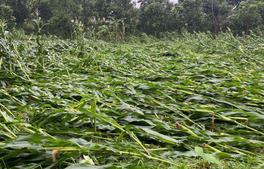 Hàng chục héc ta ngô bị đổ gãy.