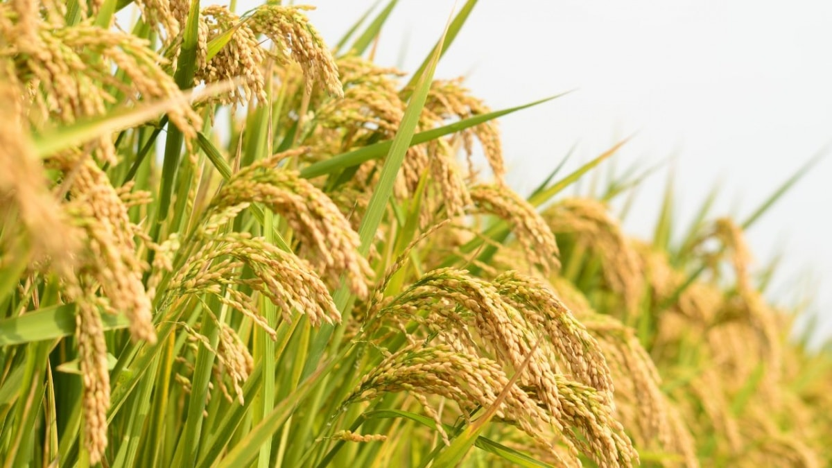 Giá lúa gạo hôm nay ngày 10/5: Biến động nhẹ. (Ảnh minh họa)