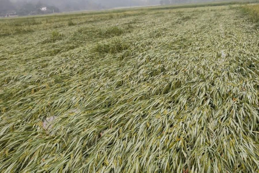 Hàng trăm héc ta lúa ngã đổ do mưa lớn kèm lốc xoáy.