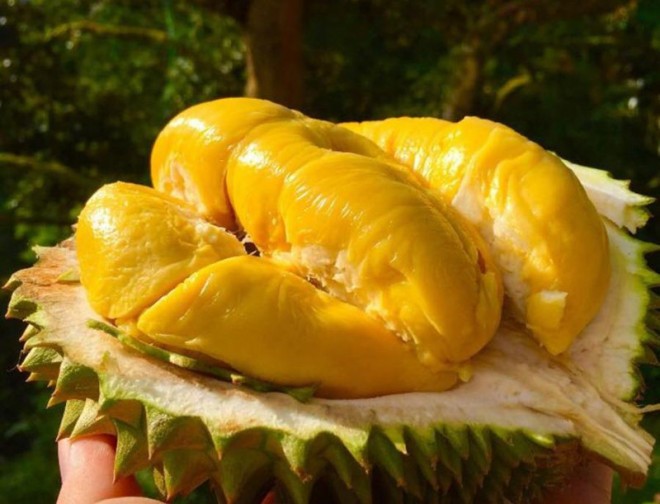 Giá sầu riêng hôm nay 11/5: Sầu Thái loại A có giá từ 73.000 – 75.000 đồng/kg