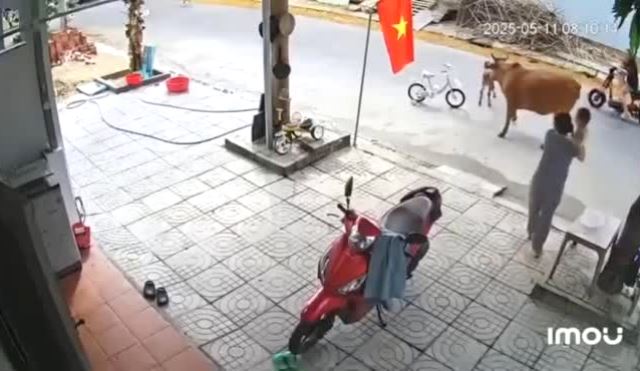 Bò thả rong húc ngã một cháu bé ở quận Liên Chiểu, TP. Đà Nẵng. Ảnh cắt ra từ clip người dân cung cấp. Bò thả rong húc ngã một cháu bé ở quận Liên Chiểu, TP. Đà Nẵng. Ảnh cắt ra từ clip người dân cung cấp.