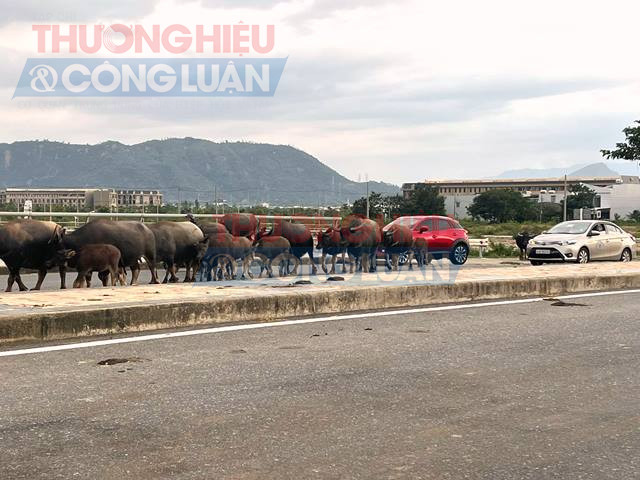 Cầu Gia Tròn Cầu Gia Tròn