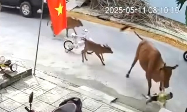 Đà Nẵng: Cháu bé đang chơi trước nhà bị bò thả rong tấn công