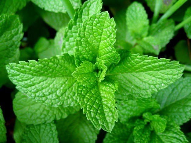 Lá húng chanh có tác dụng chữa viêm họng mạn tính hiệu quả