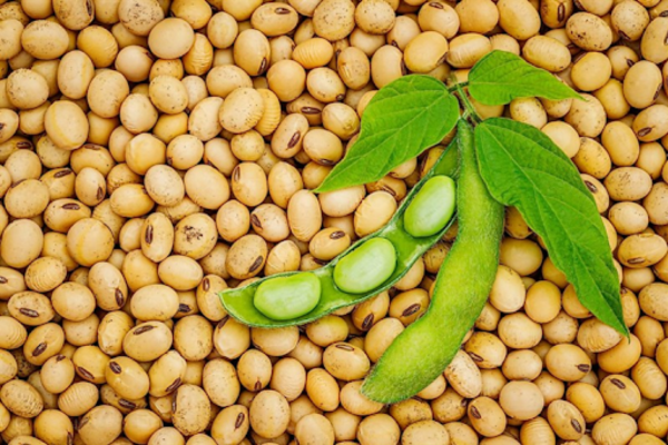 Tinh chất đậu nành chứa isoflavone hỗ trợ cải thiện nám da