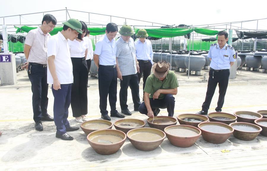 Đoàn kiểm tra liên ngành tỉnh Nam Định và huyện Giao Thủy đã đi kiểm tra quy trình sản xuất nước mắm của hộ kinh doanh Nguyễn Sơn Thành, thị trấn Quất Lâm. Đoàn kiểm tra liên ngành tỉnh Nam Định và huyện Giao Thủy đã đi kiểm tra quy trình sản xuất nước mắm của hộ kinh doanh Nguyễn Sơn Thành, thị trấn Quất Lâm.