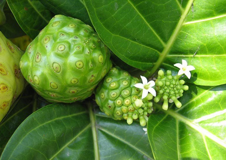 Cao Nhàu được nhiều người sử dụng để giúp cải thiện tình trạng mẩn ngứa, mề đay vào mùa hè. Cao Nhàu được nhiều người sử dụng để giúp cải thiện tình trạng mẩn ngứa, mề đay vào mùa hè.