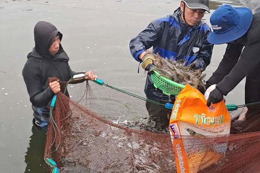 Nuôi tôm Hà Tĩnh phát triển mạnh, góp phần nâng cao thu nhập, giải quyết việc làm cho hàng vạn lao động. Nuôi tôm Hà Tĩnh phát triển mạnh, góp phần nâng cao thu nhập, giải quyết việc làm cho hàng vạn lao động.
