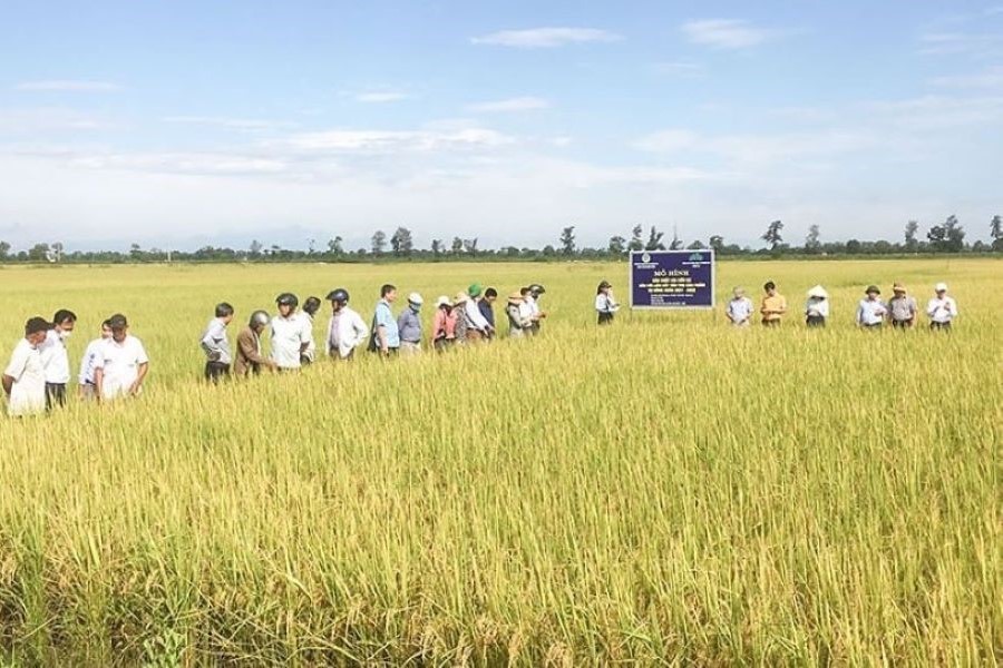 Quảng Trị phê duyệt vùng quy hoạch hơn 7.557 ha trồng lúa năng suất, chất lượng cao