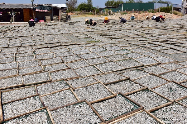 Sản xuất chế biến hải sản tại huyện Ninh Hải, tỉnh Ninh Thuận