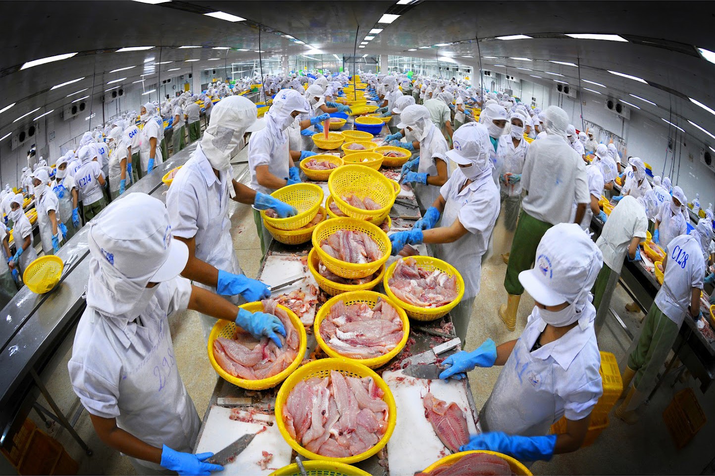 Việt Nam xuất khẩu cá tra sang Brazil tăng tốc, chỉ đứng sau Trung Quốc và Mỹ