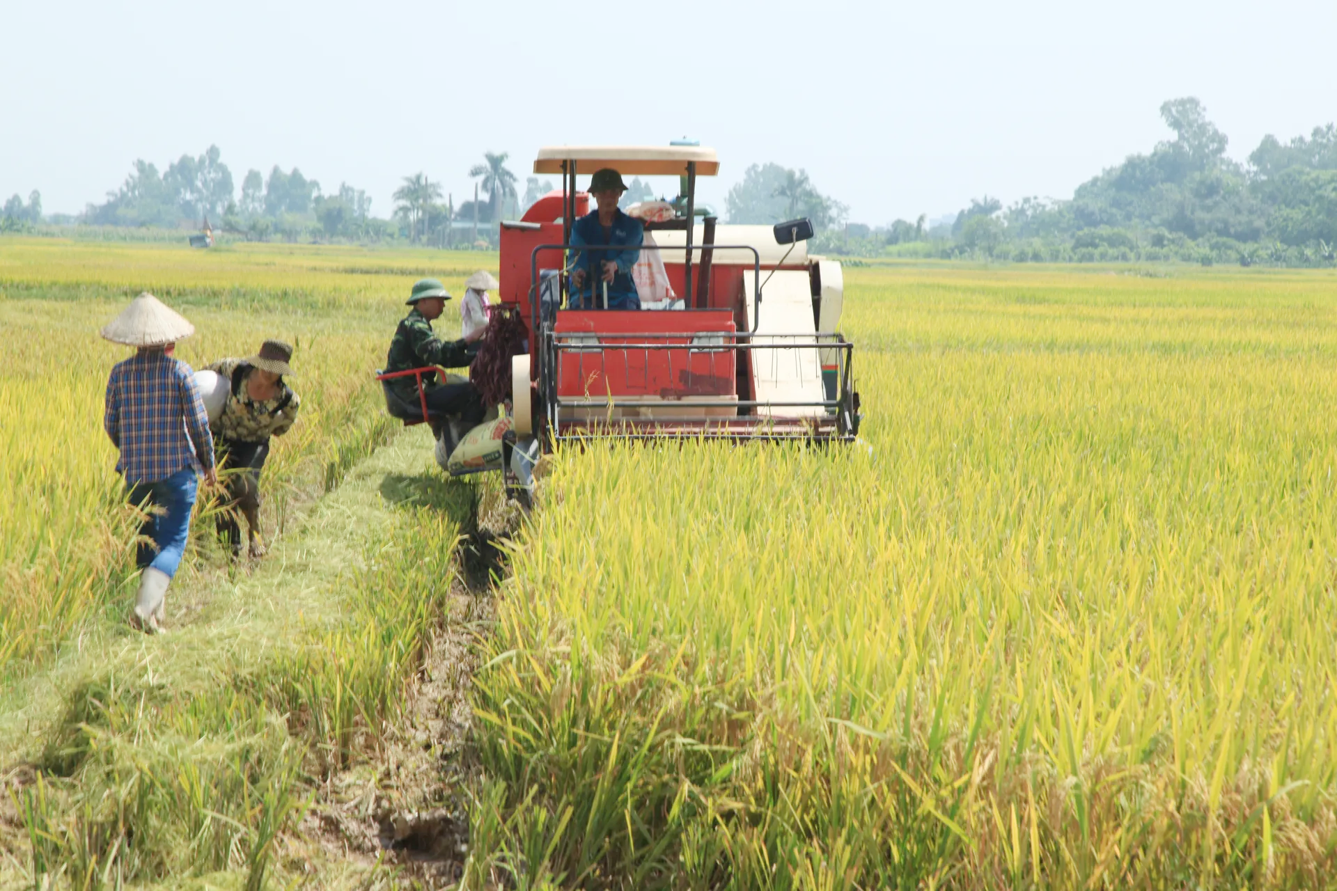 Giá lúa gạo hôm nay ngày 14/5: Giá lúa gạo biến động trái chiều Giá lúa gạo hôm nay ngày 14/5: Giá lúa gạo biến động trái chiều