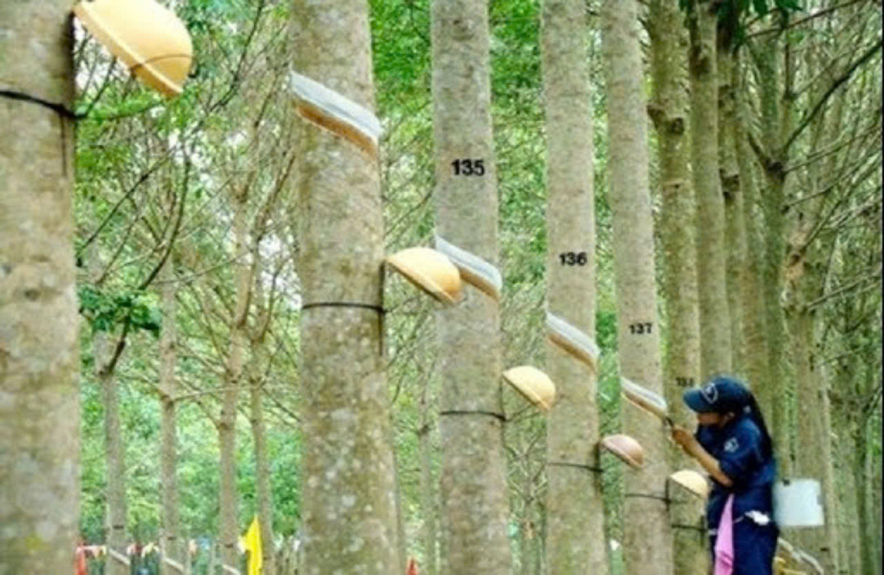 Giá cao su hôm nay 15/5: Tăng ngày thứ 2 liên tiếp trên sàn SGX