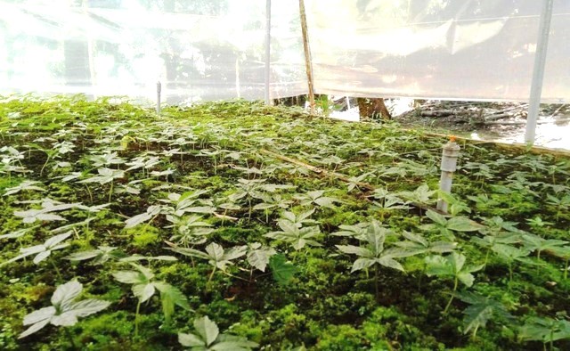 Vườn Sâm Ngọc Linh ở huyện Nam Trà My, tỉnh Quảng Nam.