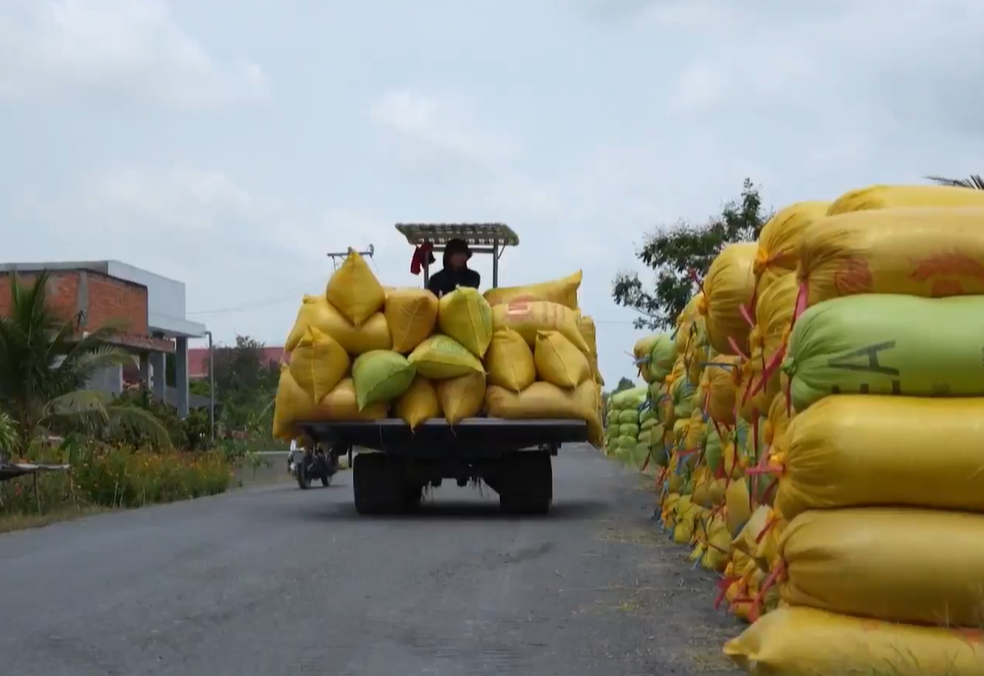 Long An lúa chất lượng cao chiếm đến 77% tổng sản lượng đã thu hoạch