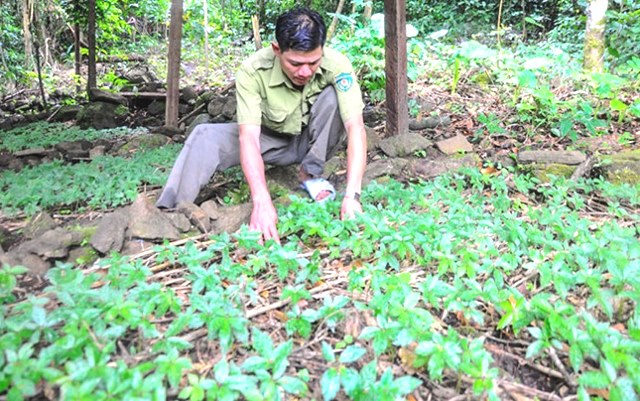 Chăm sóc sâm Ngọc Linh tại huyện Nam Trà My
