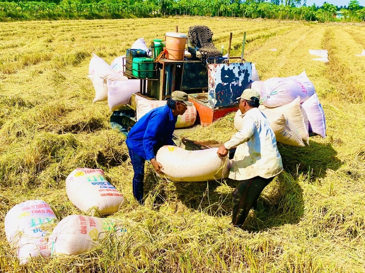 Giá lúa gạo hôm nay ngày 16/5: Giá lúa đảo chiều giảm. (Ảnhy minh họa) Giá lúa gạo hôm nay ngày 16/5: Giá lúa đảo chiều giảm. (Ảnhy minh họa)