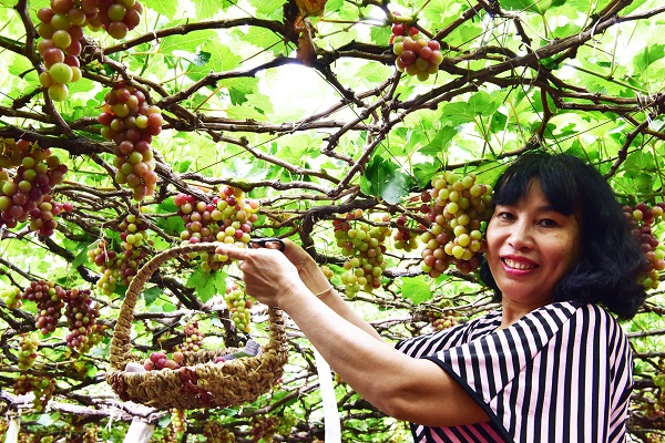 Du khách tham quan, trải nghiệm tại làng nho Thái An, huyện Ninh Hải, tỉnh Ninh Thuận