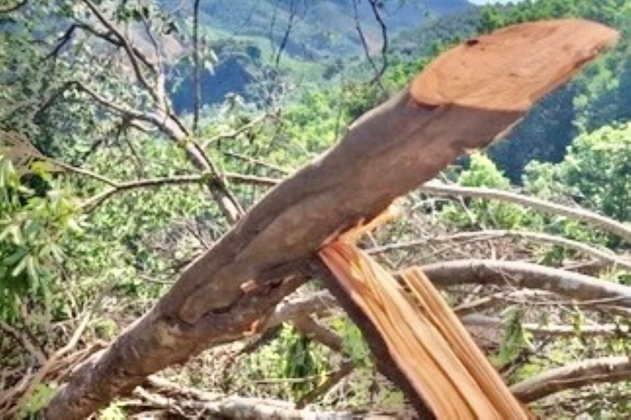 Đã làm rõ người phá rừng phòng hộ ở Quảng Trị