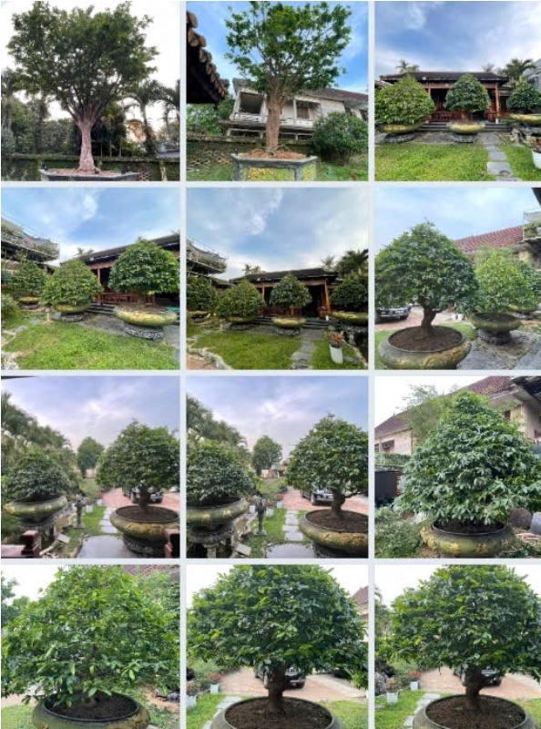 Hệ thống cây cảnh cũng chuẩn bị sẵn sàng để đưa vào công trình Hệ thống cây cảnh cũng chuẩn bị sẵn sàng để đưa vào công trình