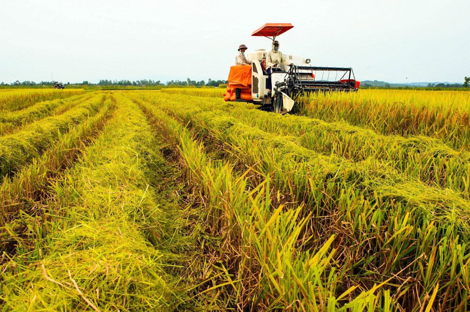 Giá lúa gạo hôm nay ngày 19/5: Biến động nhẹ. (Ảnh minh họa) Giá lúa gạo hôm nay ngày 19/5: Biến động nhẹ. (Ảnh minh họa)